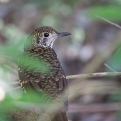 Zoothera lunulata (Bassian Thrush) at ANBG - 4 Jun 2017 by SallyandPeter