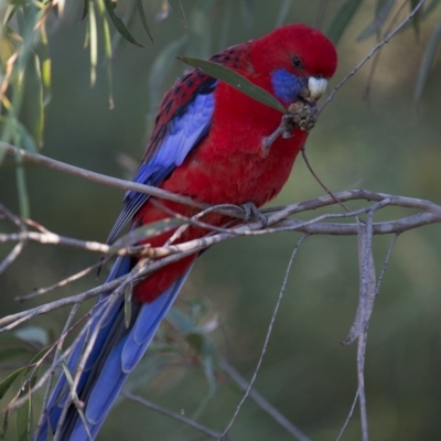 Platycercus elegans (Crimson Rosella) at ANBG - 4 Jun 2017 by SallyandPeter