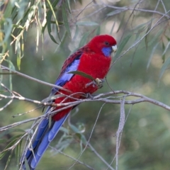 Platycercus elegans at Acton, ACT - 4 Jun 2017