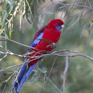 Platycercus elegans at Acton, ACT - 4 Jun 2017