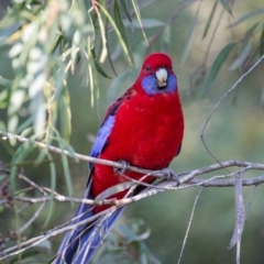 Platycercus elegans at Acton, ACT - 4 Jun 2017