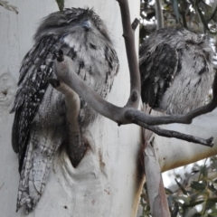 Podargus strigoides (Tawny Frogmouth) at Gigerline Nature Reserve - 4 Jun 2017 by JohnBundock