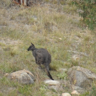 Osphranter robustus robustus (Eastern Wallaroo) at Stromlo, ACT - 4 Apr 2016 by HelenCross