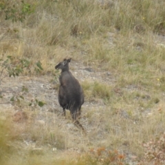 Osphranter robustus at Stromlo, ACT - 4 Apr 2016