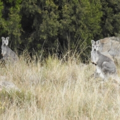 Osphranter robustus robustus (Eastern Wallaroo) at Stromlo, ACT - 4 Apr 2016 by HelenCross