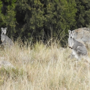 Osphranter robustus robustus at Stromlo, ACT - 4 Apr 2016 11:15 AM