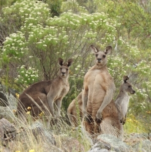 Macropus giganteus at McQuoids Hill - 1 Jan 2017