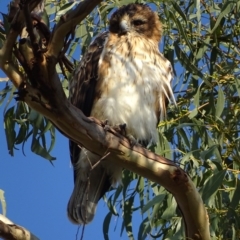 Hieraaetus morphnoides (Little Eagle) at Garran, ACT - 17 May 2017 by roymcd