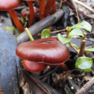 Cortinarius sp. at Paddys River, ACT - 4 Jun 2017