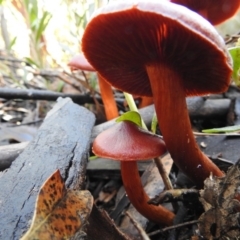 Cortinarius sp. at Paddys River, ACT - 4 Jun 2017