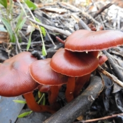 Cortinarius sp. at Paddys River, ACT - 4 Jun 2017