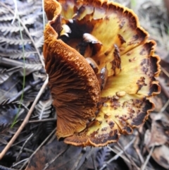 Gymnopilus junonius (Spectacular Rustgill) at Paddys River, ACT - 4 Jun 2017 by Qwerty