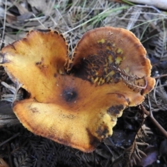 Gymnopilus junonius at Paddys River, ACT - 4 Jun 2017 12:00 AM