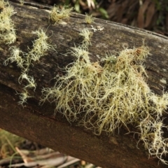 Usnea sp. (genus) (Bearded lichen) at Paddys River, ACT - 3 Jun 2017 by Qwerty