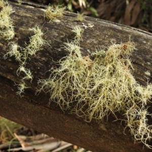 Usnea sp. (genus) at Paddys River, ACT - 4 Jun 2017 12:00 AM