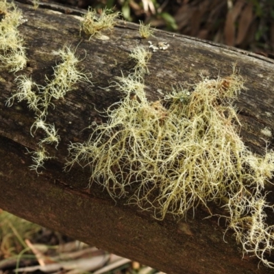 Usnea sp. (genus) (Bearded lichen) at Tidbinbilla Nature Reserve - 4 Jun 2017 by Qwerty