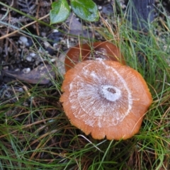 zz agaric (stem; gills white/cream) at Paddys River, ACT - 3 Jun 2017 by Qwerty