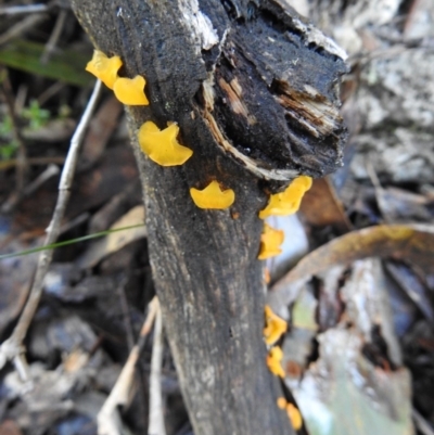 Heterotextus sp. (A yellow saprophytic jelly fungi) at Paddys River, ACT - 4 Jun 2017 by Qwerty