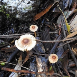 Lepiota s.l. at Gibraltar Pines - 4 Jun 2017 12:00 AM