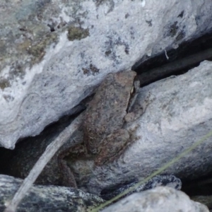 Litoria lesueuri at Karabar, NSW - 11 Jan 2017 07:20 PM