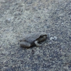 Litoria lesueuri at Karabar, NSW - 11 Jan 2017