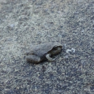 Litoria lesueuri at Karabar, NSW - 11 Jan 2017 07:20 PM