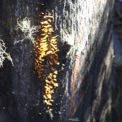 Calocera sp. (A stagshorn fungus) at Gibraltar Pines - 4 Jun 2017 by Qwerty