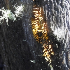 Calocera sp. at Gibraltar Pines - 4 Jun 2017 12:00 AM