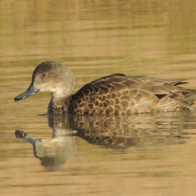 Anas gracilis (Grey Teal) at Kambah, ACT - 3 Jun 2017 by michaelb