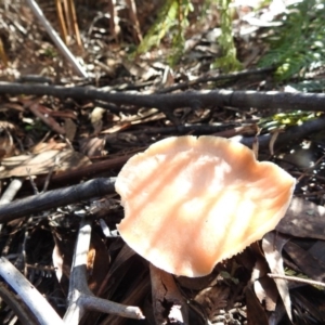 Collybia s.l. at Paddys River, ACT - 4 Jun 2017 12:00 AM