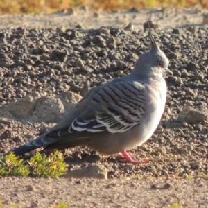 Ocyphaps lophotes at Kambah, ACT - 3 Jun 2017