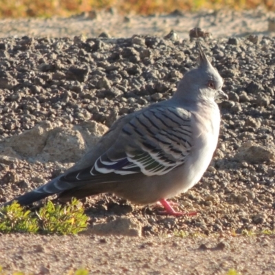 Ocyphaps lophotes (Crested Pigeon) at Kambah, ACT - 3 Jun 2017 by michaelb