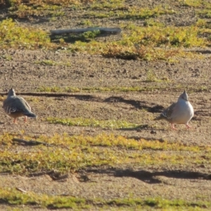 Ocyphaps lophotes at Kambah, ACT - 3 Jun 2017