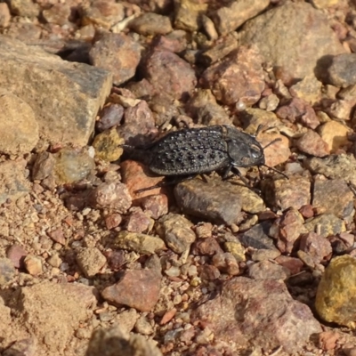Helea ovata (Pie-dish beetle) at Red Hill, ACT - 22 Jan 2017 by roymcd
