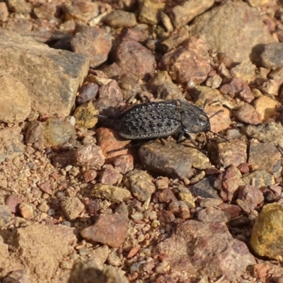 Helea ovata (Pie-dish beetle) at Red Hill Nature Reserve - 21 Jan 2017 by roymcd