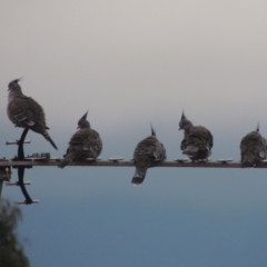 Ocyphaps lophotes (Crested Pigeon) at Conder, ACT - 2 Jul 2015 by michaelb