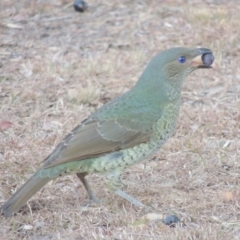 Ptilonorhynchus violaceus (Satin Bowerbird) at Conder, ACT - 29 May 2017 by michaelb