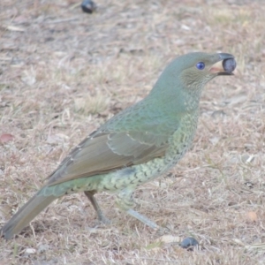 Ptilonorhynchus violaceus at Conder, ACT - 30 May 2017