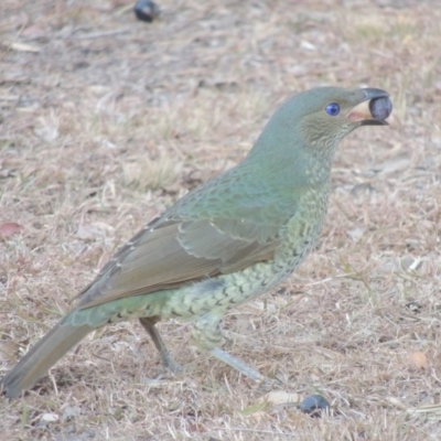 Ptilonorhynchus violaceus (Satin Bowerbird) at Conder, ACT - 29 May 2017 by michaelb