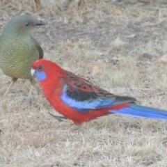 Platycercus elegans (Crimson Rosella) at Pollinator-friendly garden Conder - 29 May 2017 by michaelb