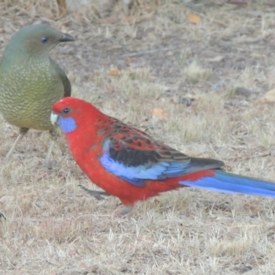 Platycercus elegans (Crimson Rosella) at Pollinator-friendly garden Conder - 29 May 2017 by michaelb