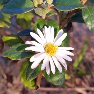 Olearia tomentosa at Pambula Beach, NSW - 5 Jun 2017 08:11 AM