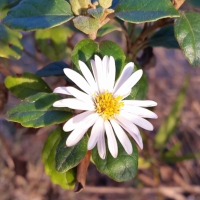 Olearia tomentosa (Toothed Daisy Bush) at Pambula - 4 Jun 2017 by DeanAnsell