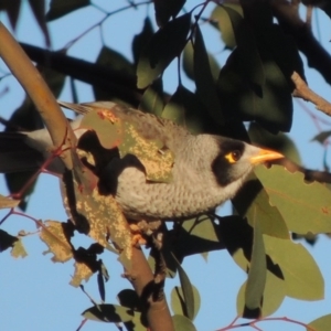 Manorina melanocephala at Kambah, ACT - 3 Jun 2017