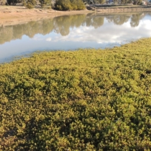 Centipeda cunninghamii at Kambah, ACT - 3 Jun 2017