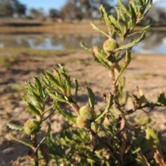 Centipeda cunninghamii at Kambah, ACT - 3 Jun 2017