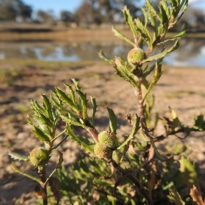 Centipeda cunninghamii at Kambah, ACT - 3 Jun 2017 05:05 PM