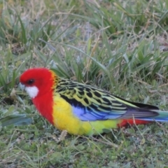 Platycercus eximius (Eastern Rosella) at Kambah, ACT - 3 Jun 2017 by michaelb