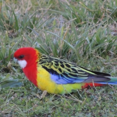 Platycercus eximius (Eastern Rosella) at Kambah, ACT - 3 Jun 2017 by MichaelBedingfield