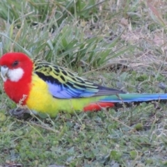 Platycercus eximius at Kambah, ACT - 3 Jun 2017 05:53 PM